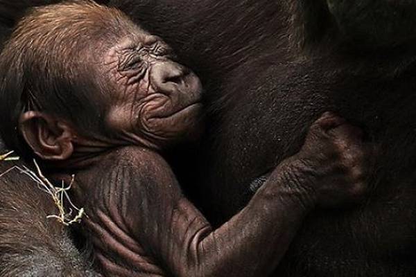 New images of Dublin Zoo’s baby gorilla released
