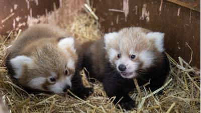 Three endangered red panda cubs born at Fota Wildlife Park