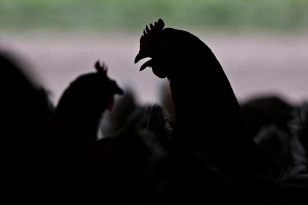 Northern Ireland’s poultry industry must be forced to clean up its act