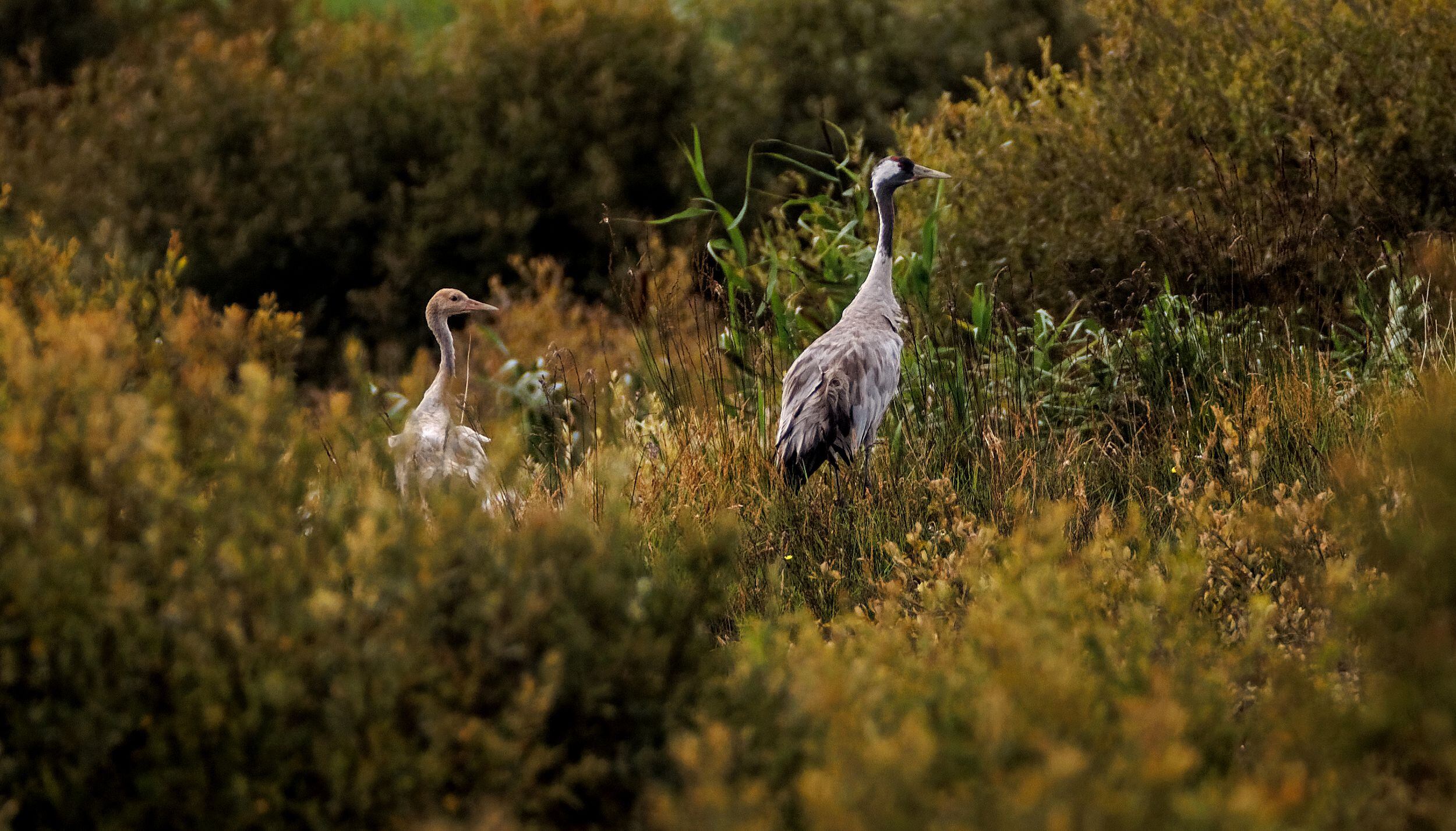 Common crane back on peatlands after going extinct in Ireland 300 years ago  – The Irish Times