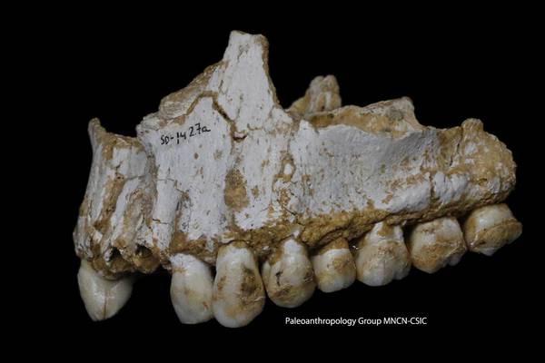 Neanderthal dining preferences discovered by scientists