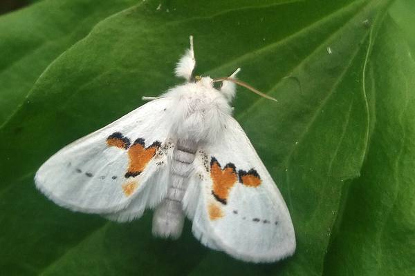 Rare moth makes welcome return to native Kerry woodland