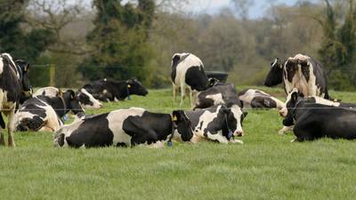 Will Ireland forsake beef for dairy in agri emissions trade-off?