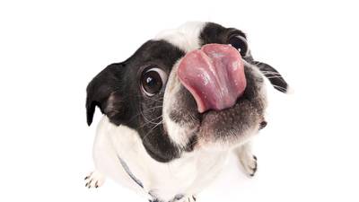 Should you let your dog lick your face?