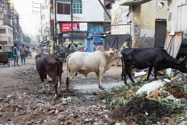 How protecting cows became political in Modi’s India