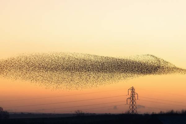 Nature Diary: A murmuration of starlings