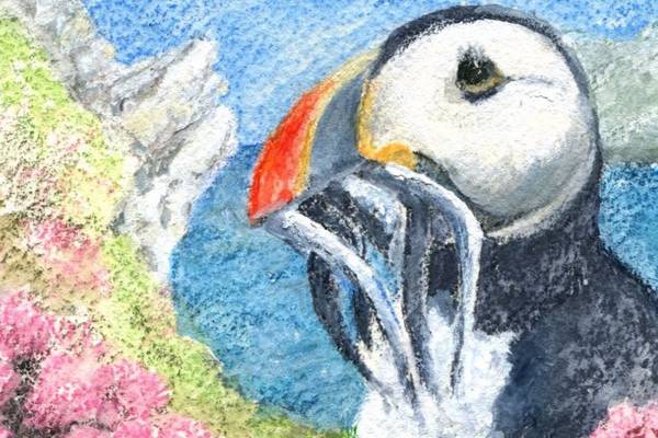 Between cliff and sea: The curious trail of a puffin