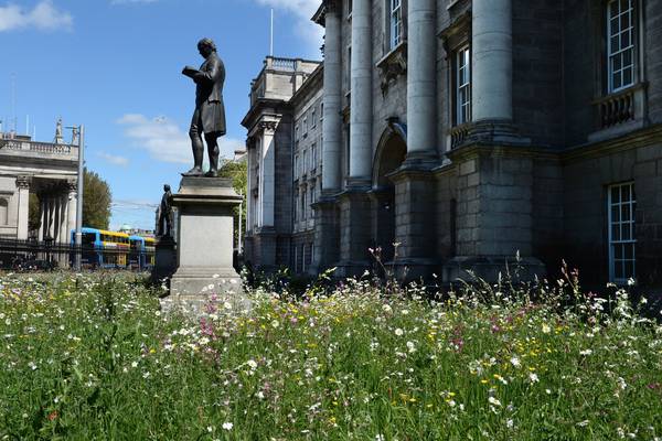 Trinity College’s ‘wildflower meadow’: What it was trying to achieve