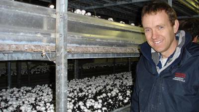 Strong growth continues for mushroom industry