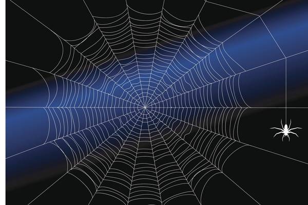 Along came a spider – An Irishwoman’s Diary on a tangled web