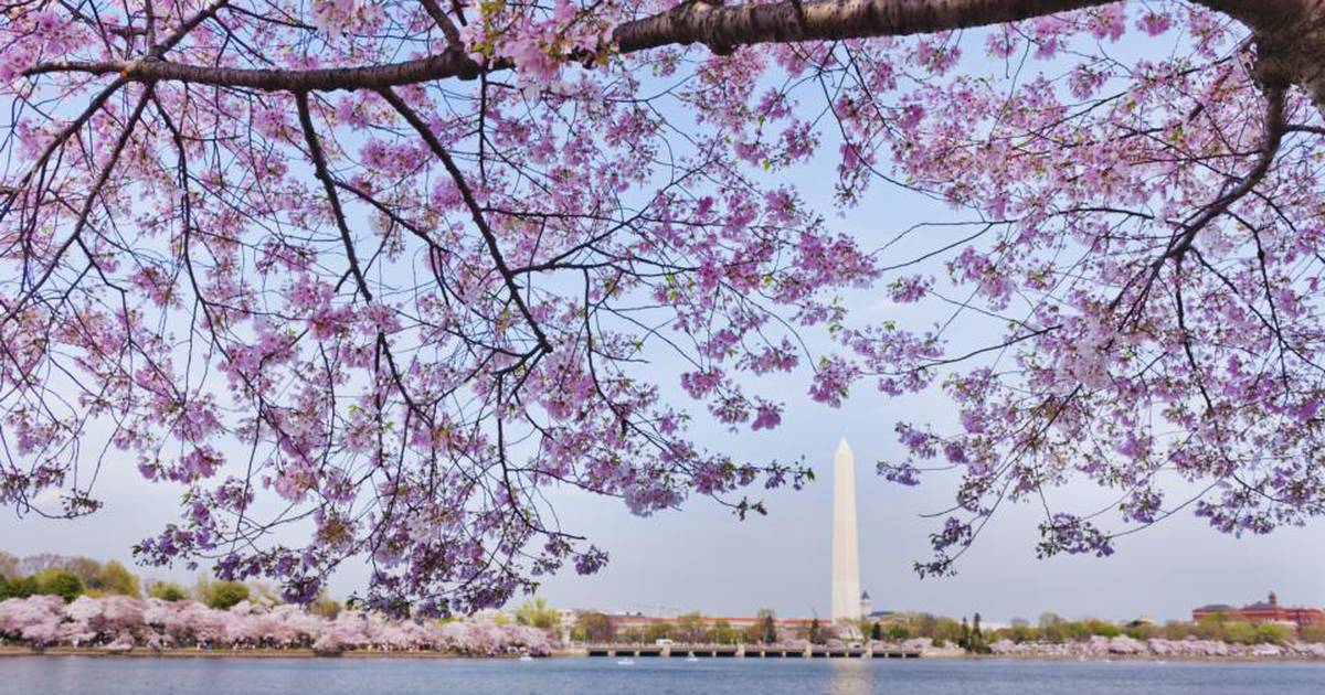 Travel Desk Cultural tours in Cape Town, cherry blossoms in Washington