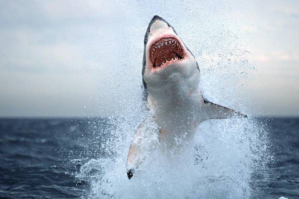 Something fishy in False Bay as great white sharks disappear