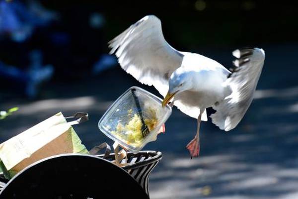 Seagulls and the pecking order
