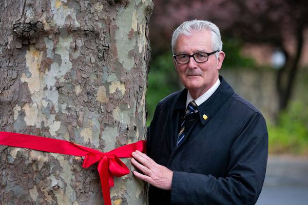 BusConnects: 130 at-risk D4 trees festooned with red ribbons