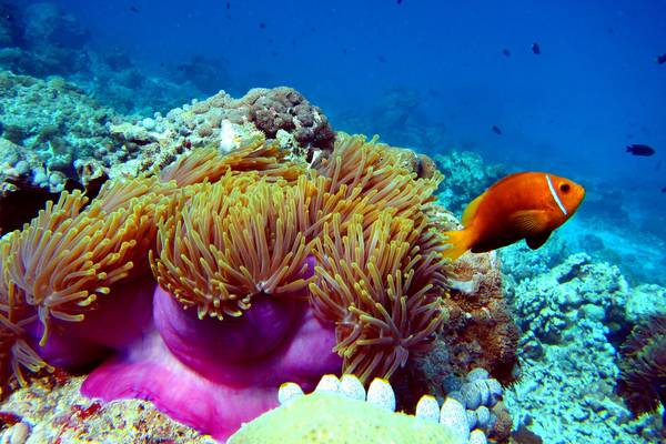 Great Barrier Reef shows 89% decline in baby coral settlement