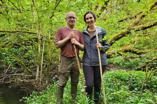 Gearagh native forest: the case for making it Cork’s first national park