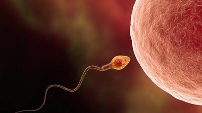 It is simply wrong to call a fertilised ovum a human
