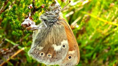 Substantial increase in endangered species of butterfly recorded on Irish bog