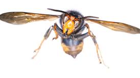 First discovery in Ireland of invasive hornet species that threatens pollinators