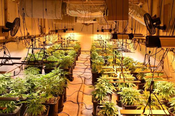 Man arrested after ‘sophisticated growhouse’ found in Co Roscommon