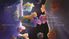 Stimulating long-term memory T cells to fight coronavirus