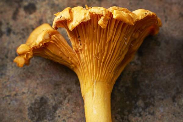 Nature Diary: It’s the time of year for mushroom foraging