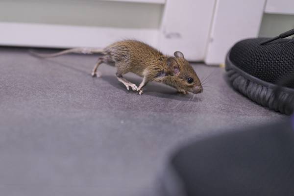 Our housing estate is being overrun by mice. What can we do?