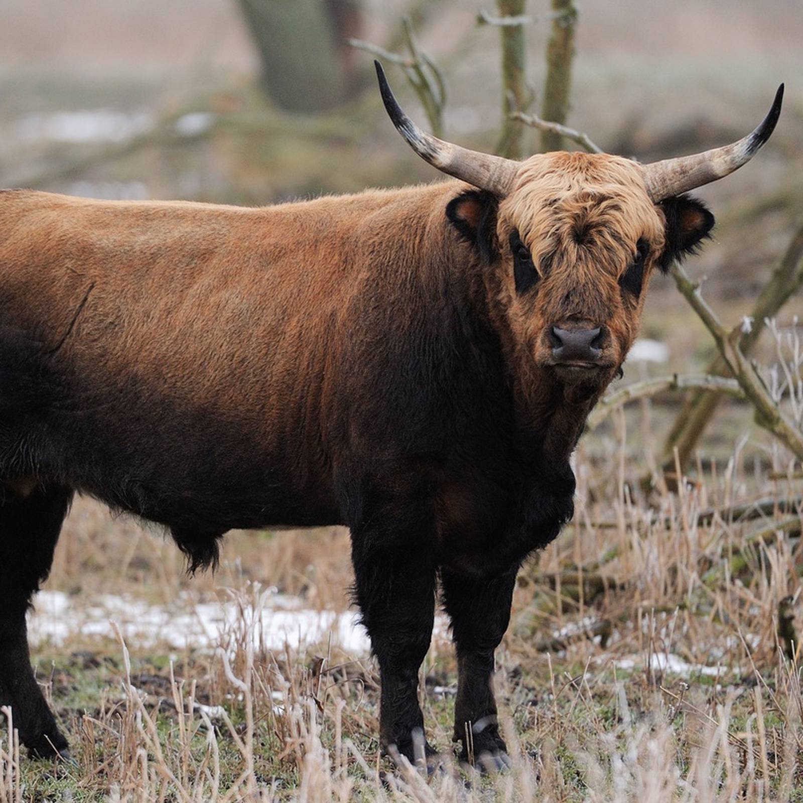 Highland cattle: Ancient breed makes big comeback