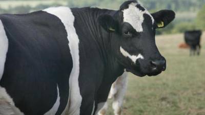 Dairy farmers could see incomes more than halved next year