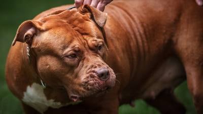 XL Bully dogs will have to be muzzled in public from next month in Northern Ireland