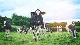 Cull of Ireland’s dairy cattle for climate targets should be ‘voluntary’, farmers say