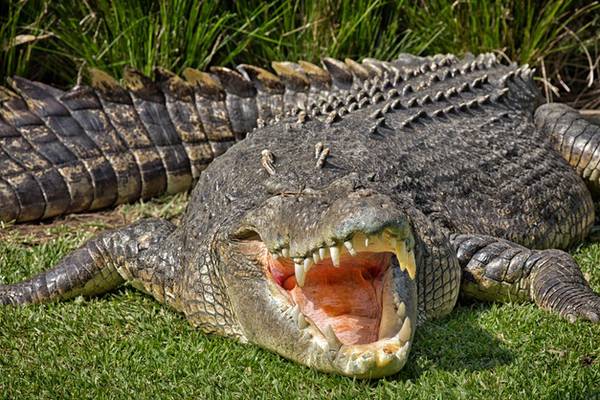 Crocodile trapped by wheelie bins after appearing in Australian backyard
