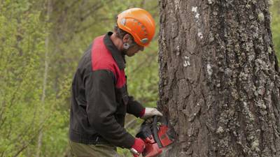 Forest service rejects “frenzy of tree-felling”