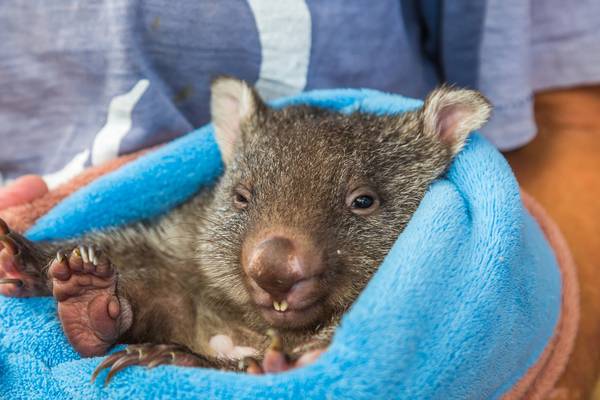 Irish vet in Australia: I look at this wombat, snoring on my chest, the last I’ll raise