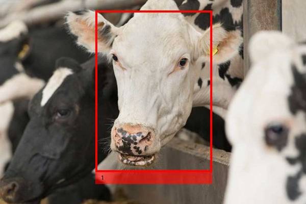 Facial recognition for cows in focus as Irish start-up Cainthus gets backing