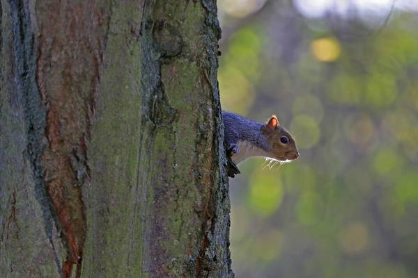 Man rescued from baby squirrel by police