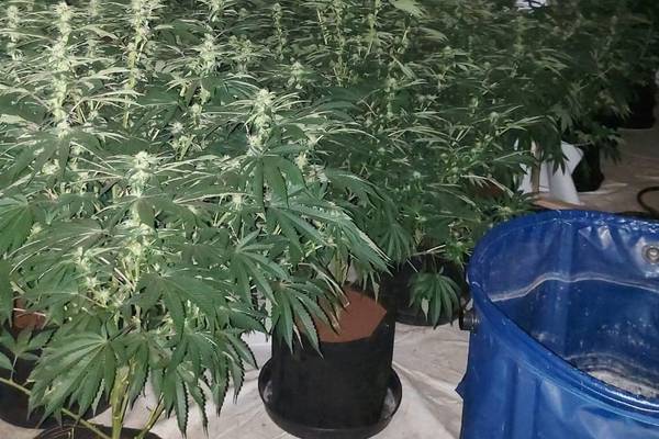 Three arrested, 480 cannabis plants seized in operation against Drogheda drug dealing