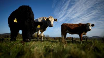 EU beef being sacrificed for sake of Mercosur trade deal, IFA claims
