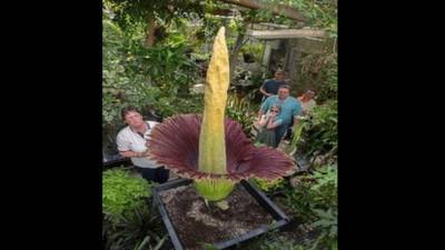 Blooming disgusting: Corpse plant to reveal flower power