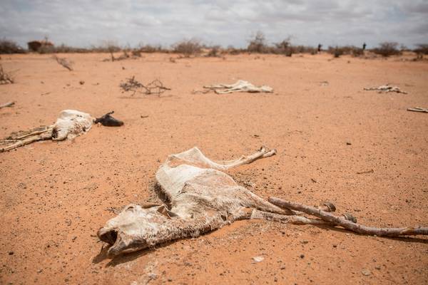 Climate change in Somalia brings death to an old way of life