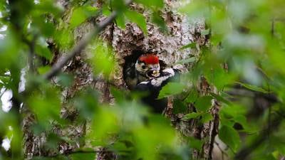 Woodpeckers breeding in Killarney National Park for first time in centuries