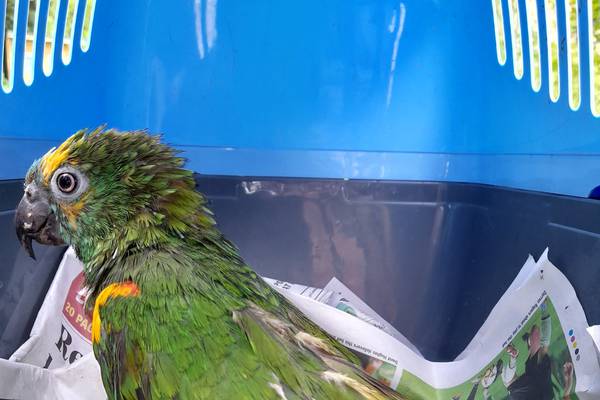 Parrots, budgies, finches among 121 birds rescued from ‘deplorable’ conditions