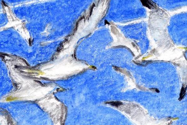 How gulls spurned the seas and got hooked on fast food