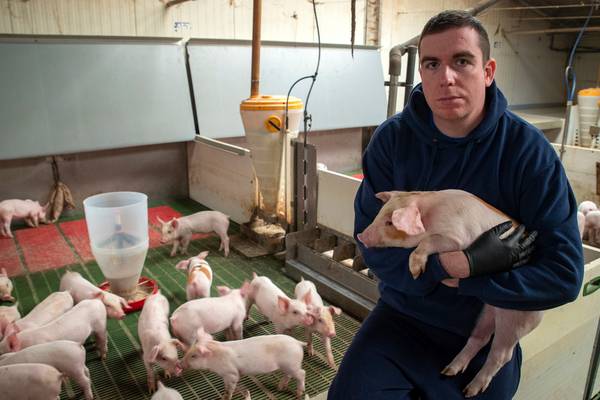 Staff shortages and rising costs squeeze Irish pig farmers