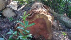 Concern  over felling of mature oak trees at Longford estate