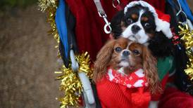 An Post: Bark the herald angels sing as people poised to buy presents for their pets  
