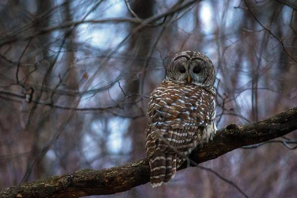 New Yorkers mourn death of Central Park’s celebrity owl