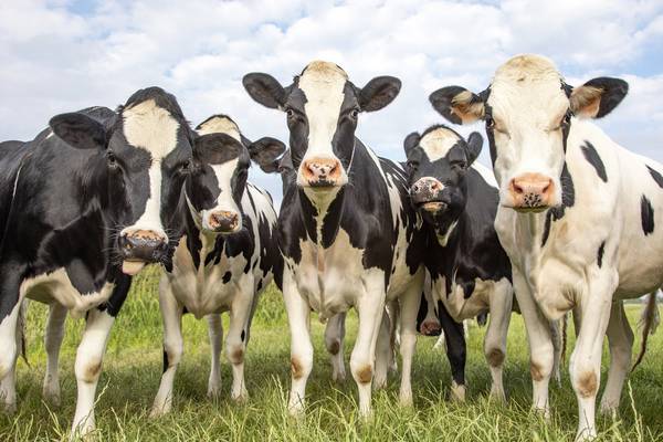 Can technology reduce agricultural emissions without herd cuts?