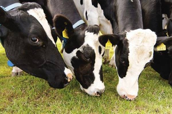 European Commission approves €50m Irish scheme for beef farmers