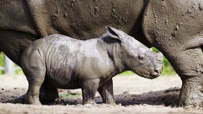 Dublin Zoo ‘thrilled’ with birth of baby rhinoceros
